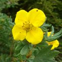 Potentilla fruticosa 'Jackman's Variety'